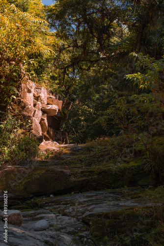 river in the forest