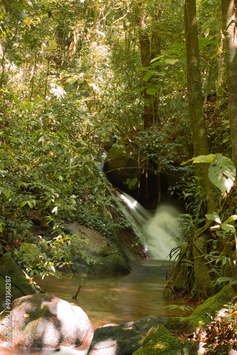 stream in the forest