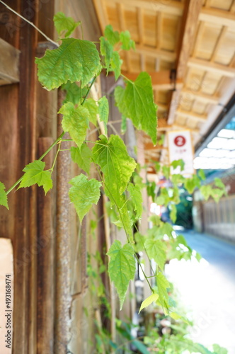 green plant under the roof