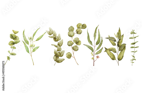 Watercolor Eucaliptus branches drawing set. Hand drawn illustration with eucalyptus leaves isolated on white background. Floral herbal collection of green plants