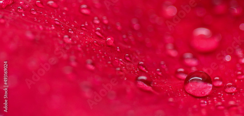 Background of red rose petals with dew drops. Bokeh with light reflection. Macro blurred natural backdrop