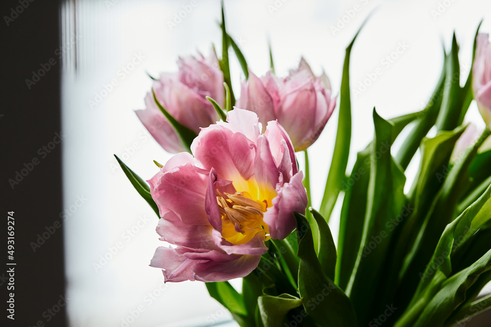 Fototapeta premium Peony-shaped tulips photo in a bouquet. Macro photo of flowers. Spring and holiday concept, gifts for March 8 international women's day. Front view.