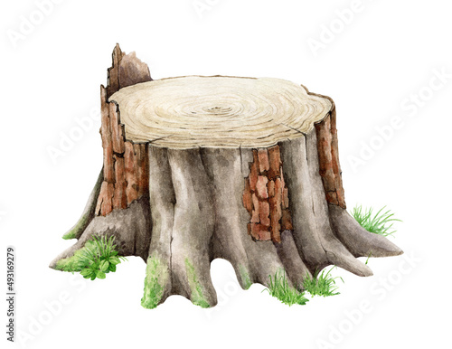 Tree stump with grass. Watercolor realistic illustration. Tree cut trunk with green moss and grass. Realistic wood stump with bark, green lichen, plants. White background photo