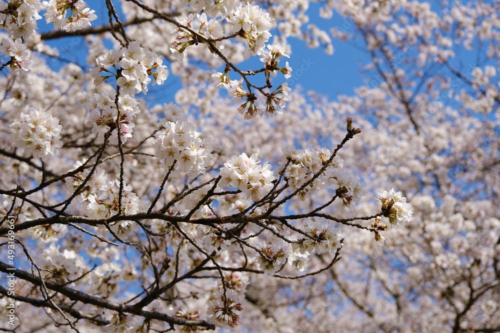 戸倉キティパークに咲く満開の桜