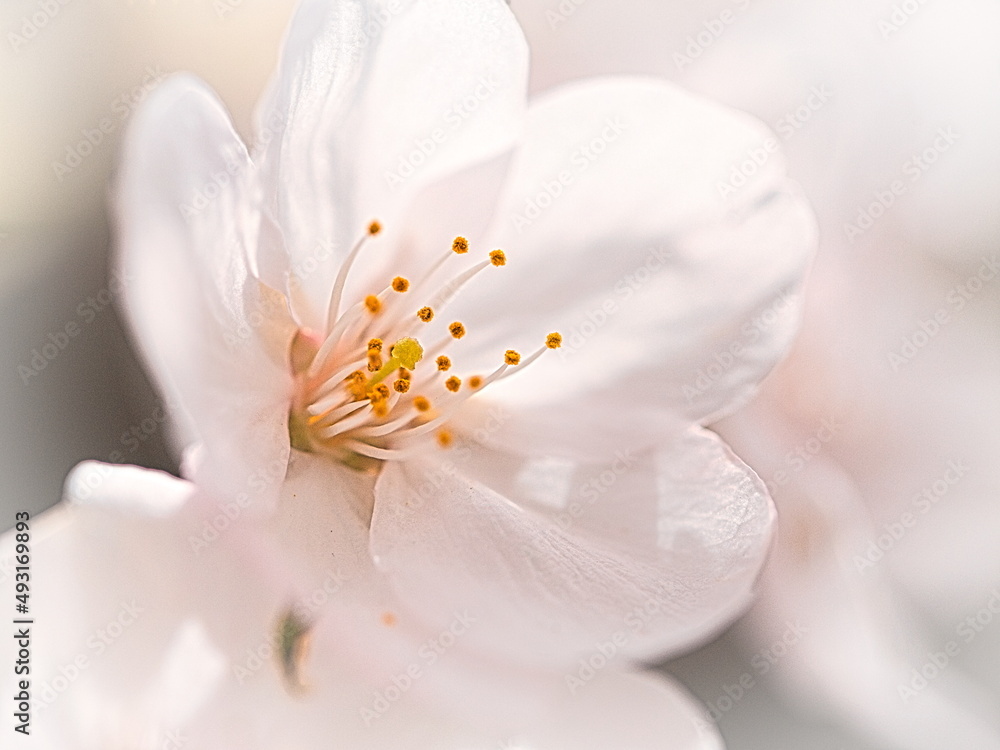 Fototapeta premium 桜の花のクローズアップ写真