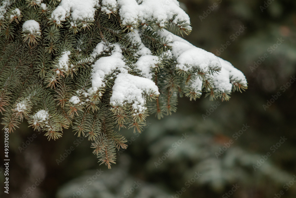 Fir green branches in the snow, in winter.
