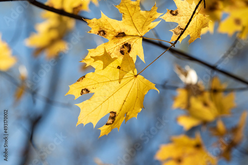 Autumn, bright leaves of trees close-up, landscape.