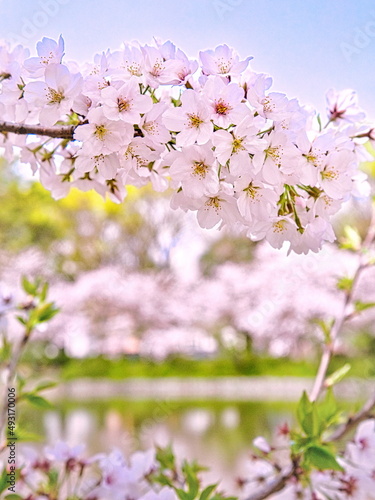 春の公園は満開の桜並木