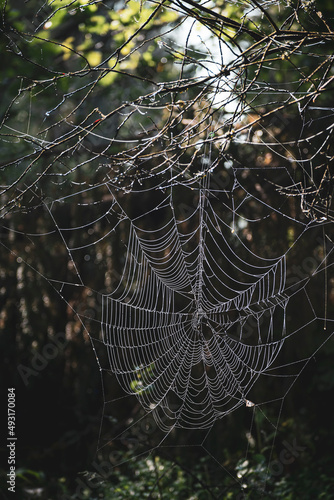 Backlit spider web closeup in a forest. Small silky threads covered in tiny dew drops in a dark woodland. Selective focus on the details, blurred background.