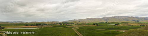 panorama of the vineyards