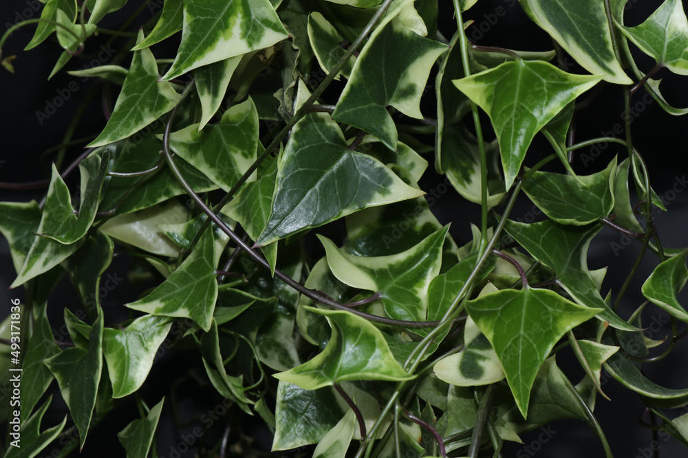 Fototapeta premium Green ivy isolated on a black background, a houseplant in a small pot