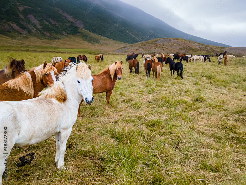 Fototapeta premium Aerial view of the magnificent Icelandic Horses - wild stallions