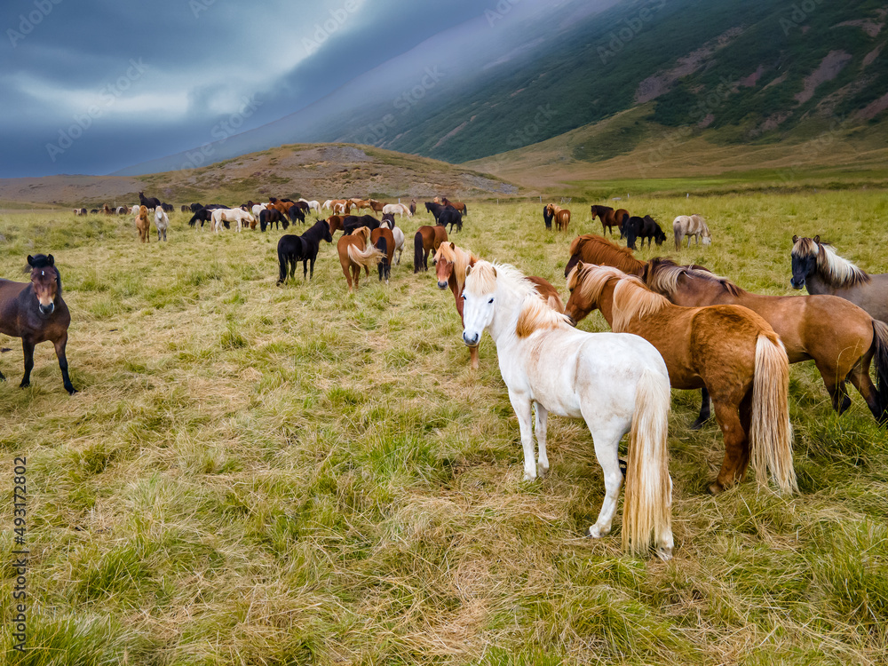 Obraz premium Aerial view of the magnificent Icelandic Horses - wild stallions