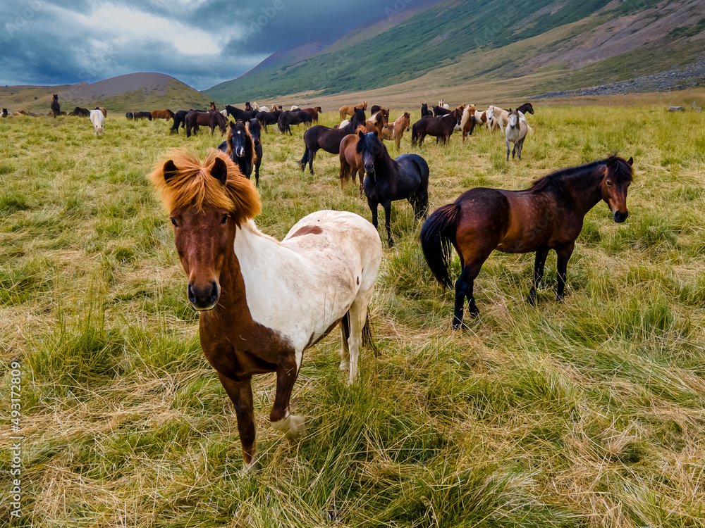 Aerial view of the magnificent Icelandic Horses - wild stallions Aerial view of the magnificent Icelandic Horses - wild stallions