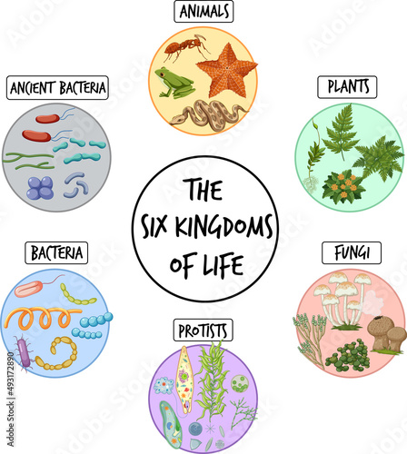 The six kingdoms of life