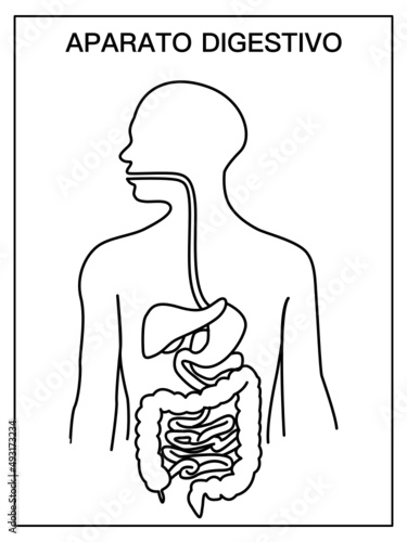 Diagram of the digestive system, in black and white, school diagram without  names