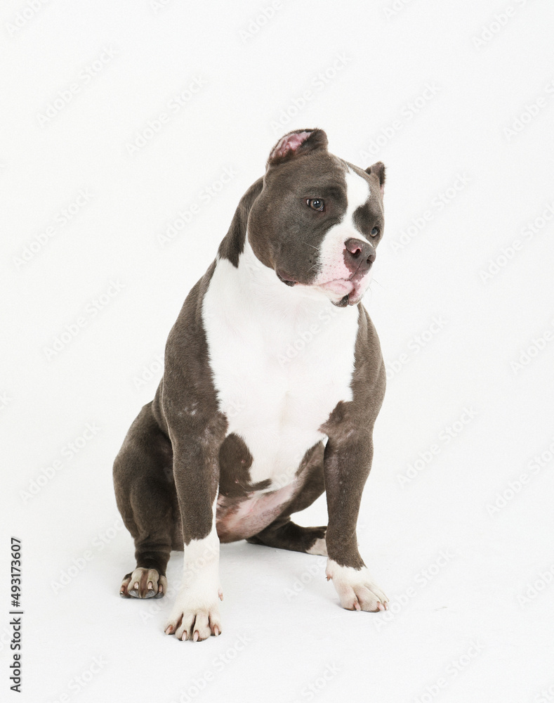 Young Pit Bull dog sitting on a white background