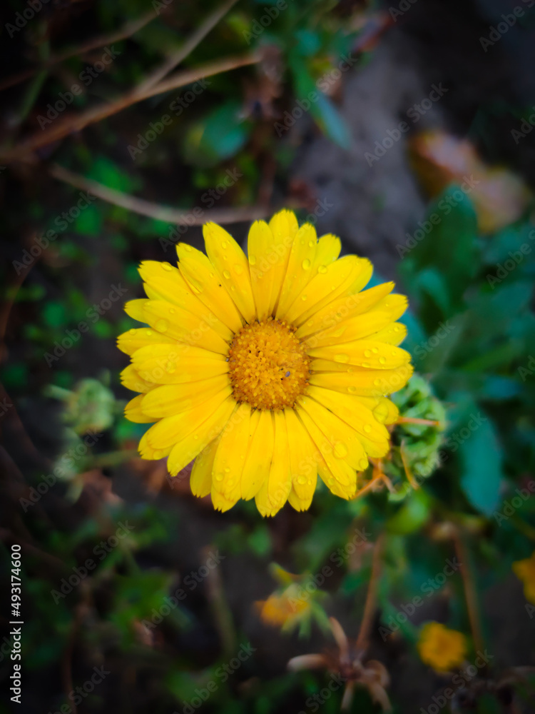beautiful yellow gerbera with natural view backgrounds selective focus images. beautiful yellow gerbera with natural view backgrounds selective focus images.