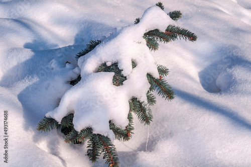 Blue Spruce (Picea pungens) in park