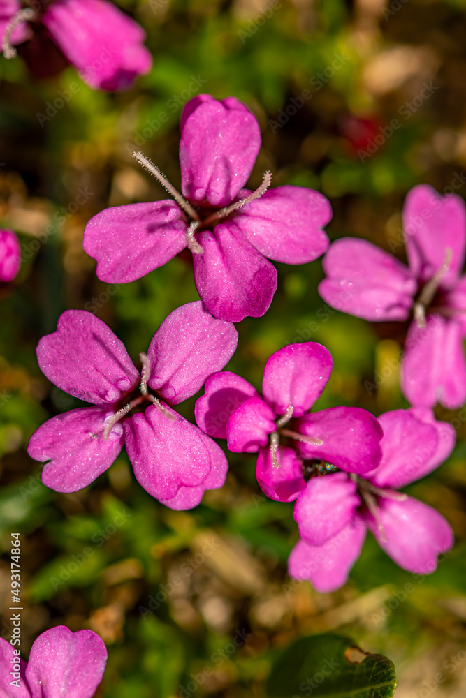 Silene acaulis flower in mountains, close up shoot	