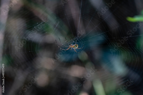 A spider prepares a web for prey in the forest of the Dominican Republic