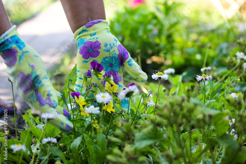Female gardener in gloves touching green plants daisies flowers in spring garden