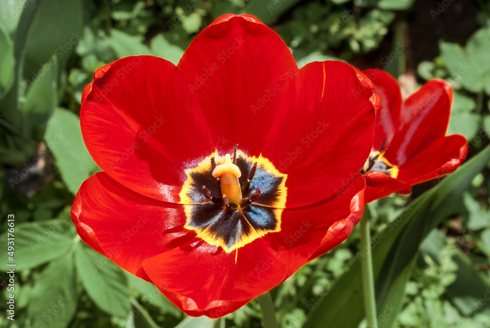 Single Early Tulip (Tulipa hybrida) in park