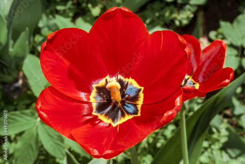 Single Early Tulip  Tulipa hybrida  in park