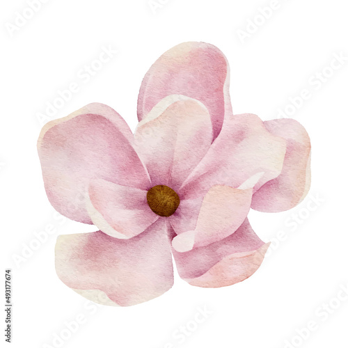 watercolor magnolia botanical natural element on white background illustration vector