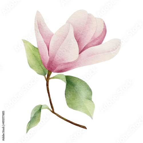 watercolor magnolia botanical natural element on white background illustration vector