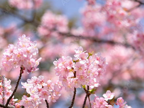 サクラの花