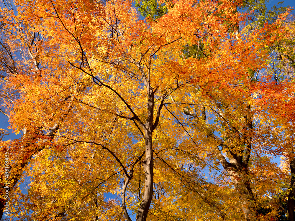 紅葉したケヤキの木