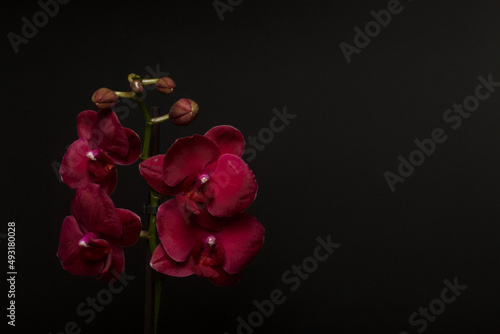 Burgundy orchid in a pot. Phalaenopsis orchid. On a black background. Close-up.