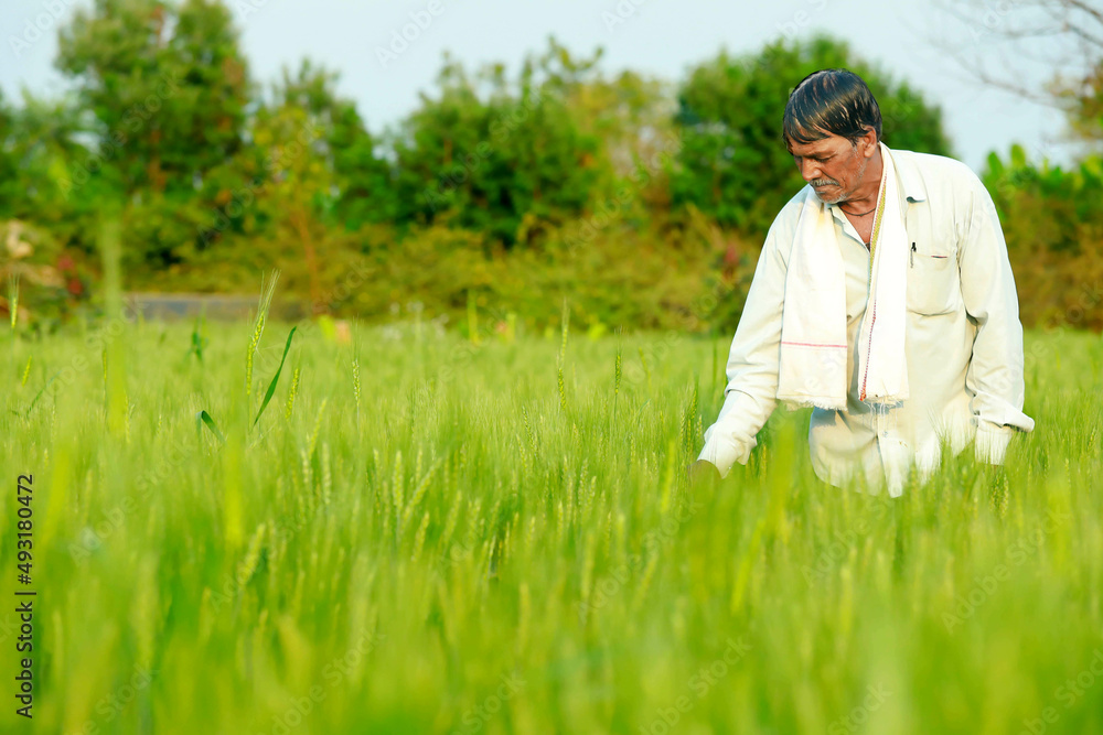 Indian farmer holding crop plant in his Wheat field. Indian farmer holding crop plant in his Wheat field.