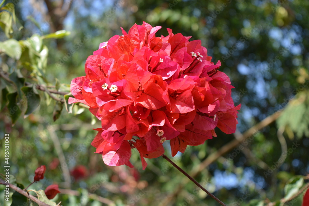 Flowers of bougainvillea in a garden Flowers of bougainvillea in a garden