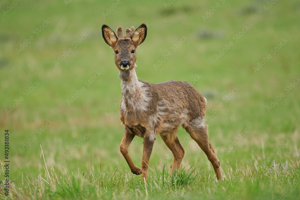Aufmerksamer Rehbock im Frühjahrs-Fellwechsel auf einer Wiese Aufmerksamer Rehbock im Frühjahrs-Fellwechsel auf einer Wiese
