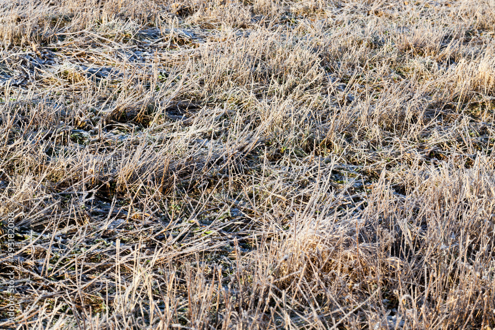 Fototapeta premium grass covered with ice and frost in the winter season