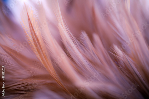 chickens feather texture for background  Abstract art