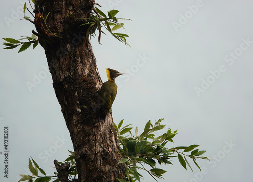 Greater Yellownape checking out the horizons. photo