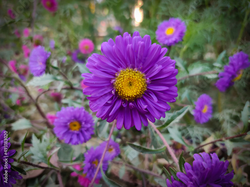 Beautiful purple asters flower in the garden with natural view backgrounds soft focus images.