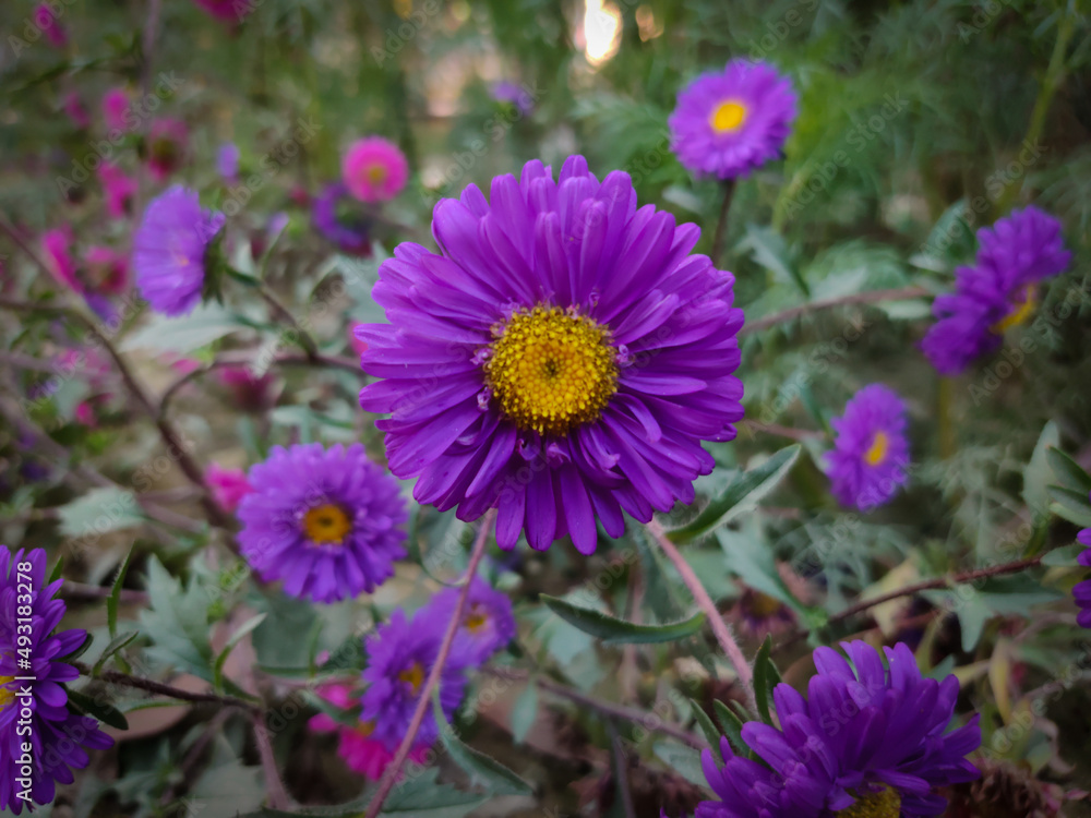 Beautiful purple asters flower in the garden with natural view backgrounds soft focus images. Beautiful purple asters flower in the garden with natural view backgrounds soft focus images.