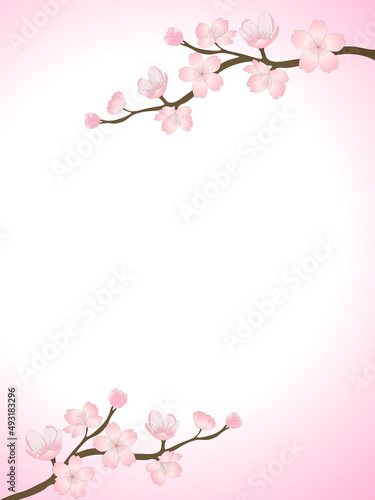 Background of pink cherry blossoms bloom 