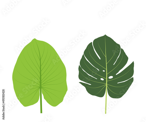 Illustration and vector   Monstera and King of Heart leaf  green plants.white background and copy space.