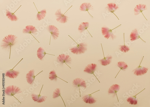 Patern made off pink silk tree blossom on beige background. Flat lay.