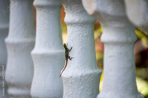 gecko sits on a branch in a hunter's pose and looks around in the Dominican Republic 