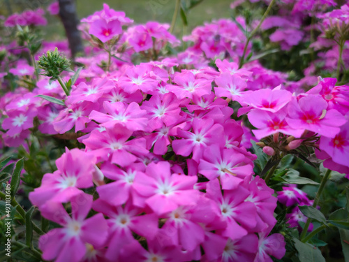 Colorful pink annual phlox or drumondii phlox flowers in a park soft focus images.
