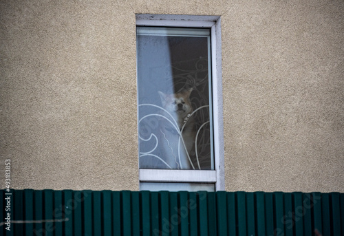 a dog peeps out of a window on the second floor of a house in search of its owner  photo