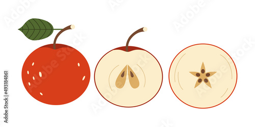 Red apple is an organic product cut lengthwise and crosswise. Juicy fruit vector illustration flat style