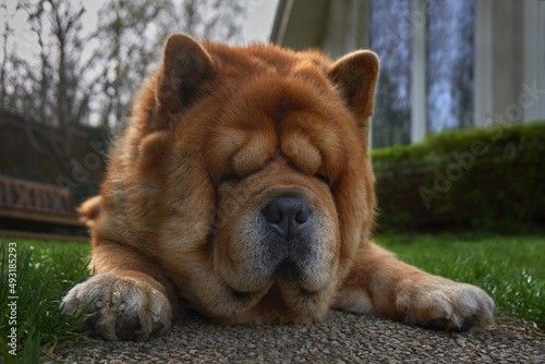 Outdoor portrait of a Chow dog in the garden