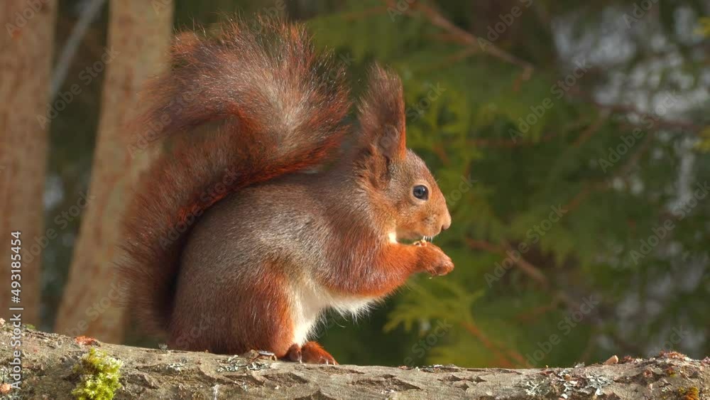 cute red squirrel animal feeding zoom in sunny day natural world norway cute red squirrel animal feeding zoom in sunny day natural world norway